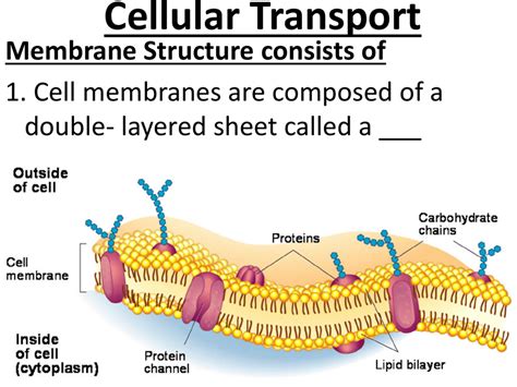 transporting channels of the cells